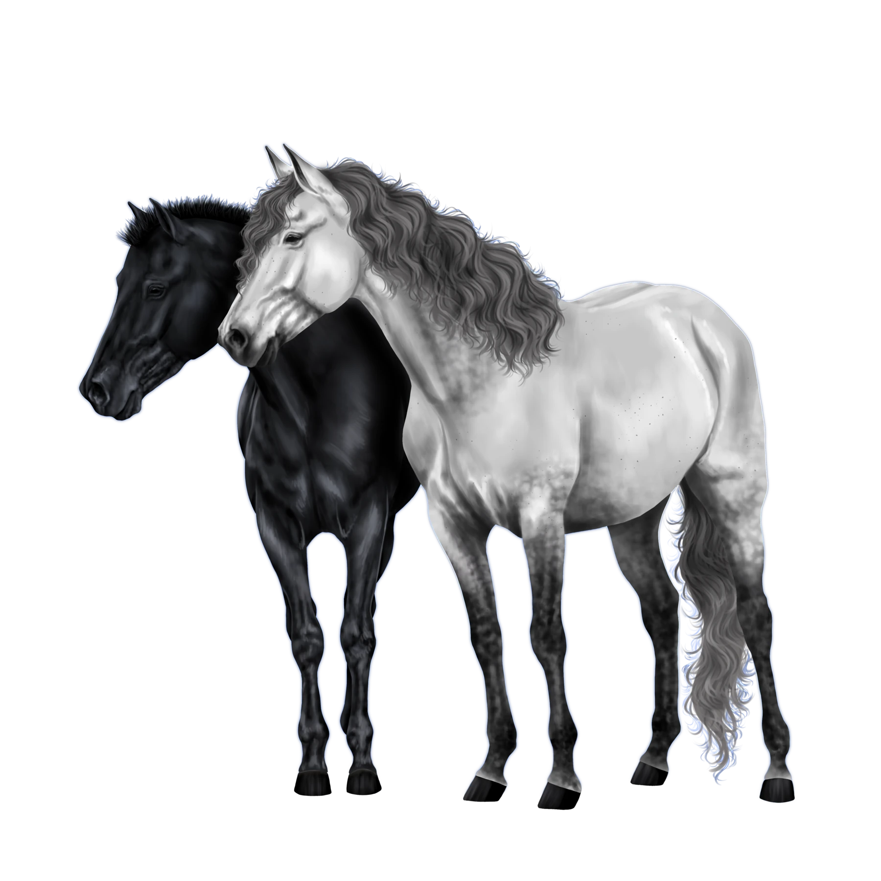 Black and white Dutch Warmblood club horses